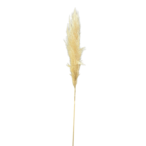 Pampa naturel séché